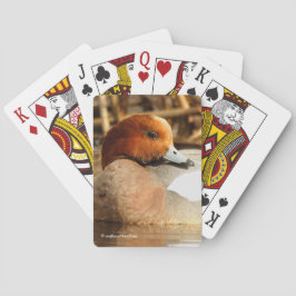 Baralho Belo estranho na cidade de Eurasian Wigeon Duck