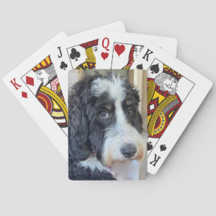Baralho Bernedoodle Adorável