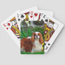 Blenheim Cavalier King Charles Spaniel Dog