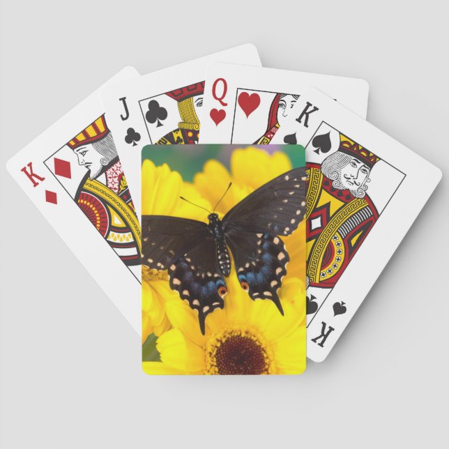 Baralho Borboleta-do-mato-preto (Verso)