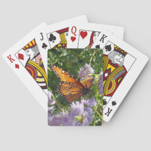Baralho Borboleta Monarch Belos Insetos Fotografias