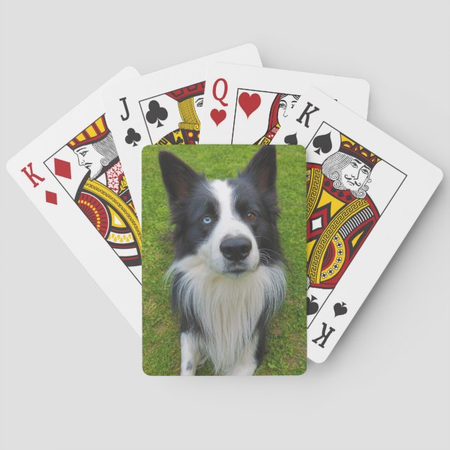 Baralho Border Collie (Verso)