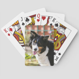 Baralho Border collie que arfa 1