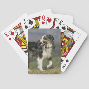 Baralho Border collie que arfa 2