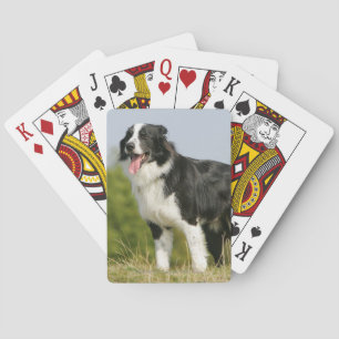 Baralho Border collie que arfa estar