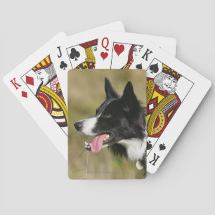 Baralho Border collie que arfa o Headshot 2