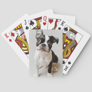 Baralho Boston Terrier