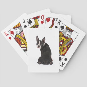 Baralho Boston Terrier que olha o cartões de jogo