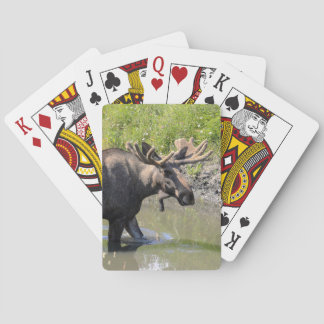Baralho Bull moose with large antlers wading through water