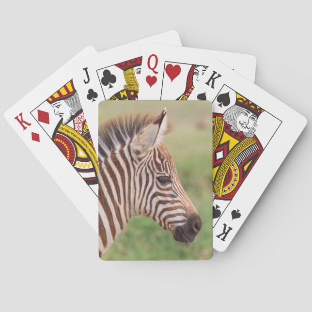 Baralho Cabeça de zebra bebê, Tanzânia (Verso)
