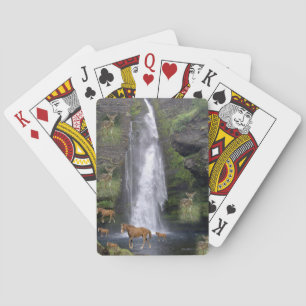 Baralho Cabine de Reprodução de Cavalo