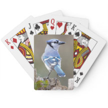 Caçador de Jay Azul-Cinto no Treestump