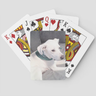 Baralho Cachorro Branco Bonito Vestindo Cinzas Verdes