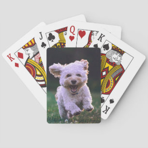 Baralho Cachorro Branco Corredor