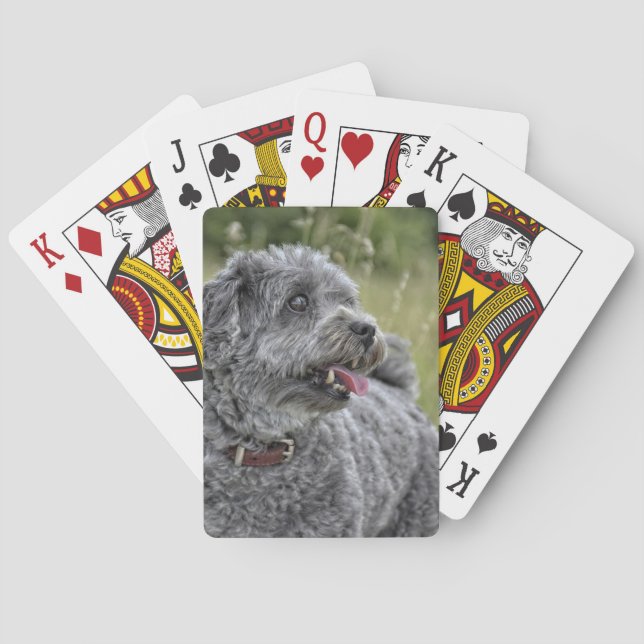 Baralho Cachorro Cortado Terrier (Verso)