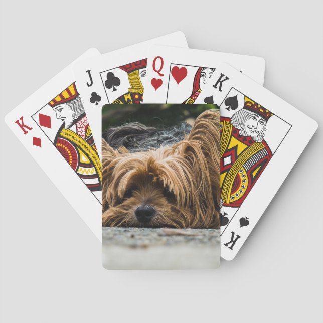 Baralho Cachorro Desgrenhado Deitado (Verso)