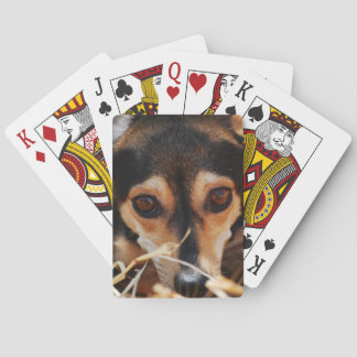 Baralho Cachorro fofo deitado no feno