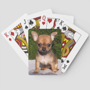 Baralho Cachorro Louco de Chihuahua Adorável