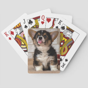 Baralho Cachorro-Pembroke-Galês-Corgi