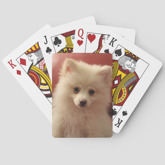 Baralho Cachorro Pomerano (Verso)