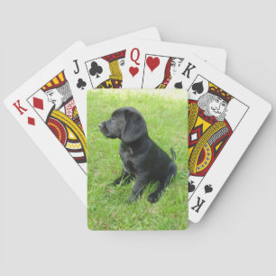 Baralho cachorro preto do laboratório.png