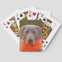 Cachorro Weimaraner Cachecol Pet Canino