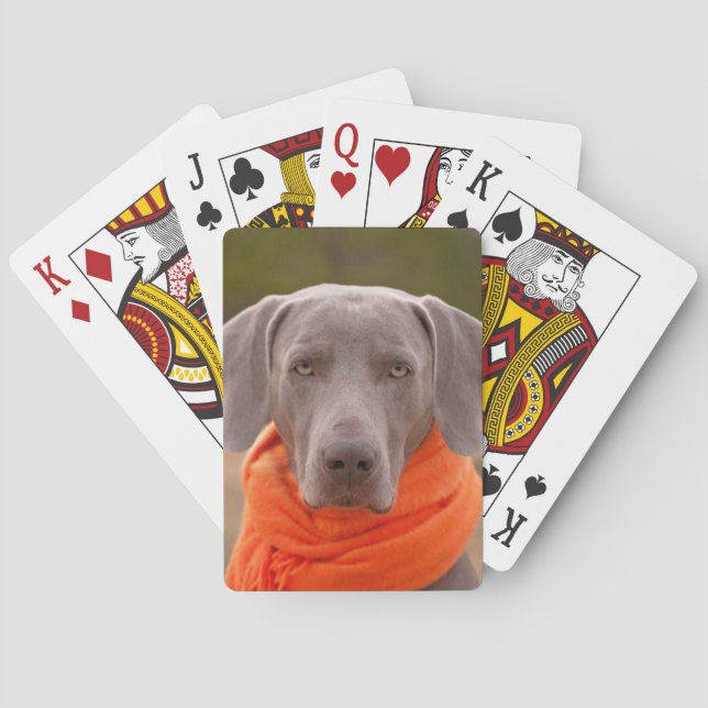 Baralho Cachorro Weimaraner Cachecol Pet Canino (Verso)