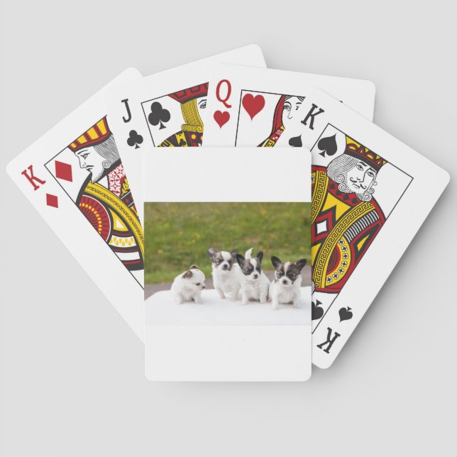 Baralho cachorros-453532.jpg (Verso)
