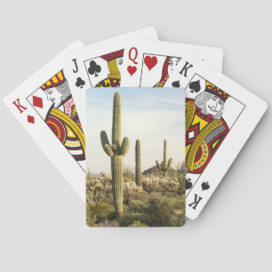 Baralho Cacto do Saguaro, arizona, EUA