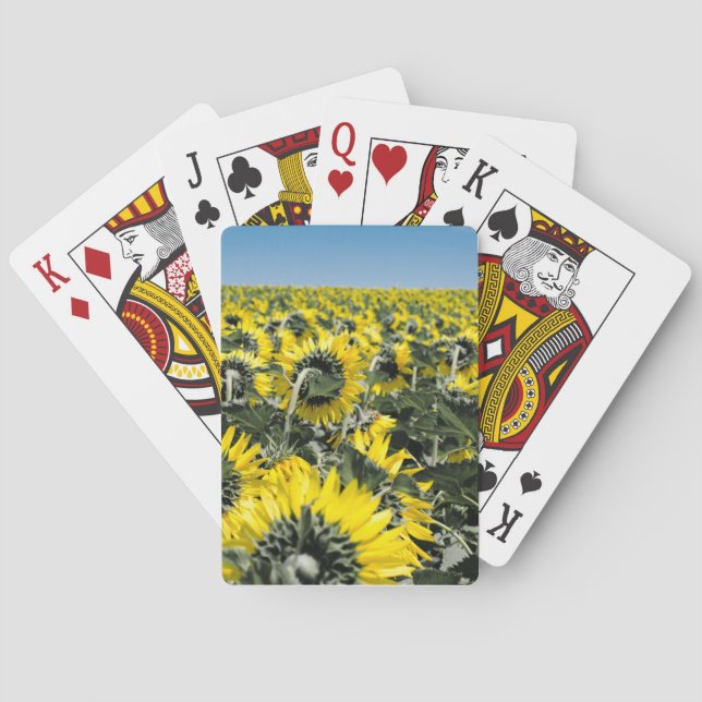 Baralho Campo de Sunflower (Verso)