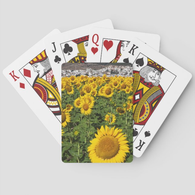 Baralho Campos de girassol, cidade de Bornos de colina bra (Verso)