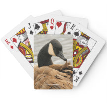 Canadá: Alcance de Ganso no Lago