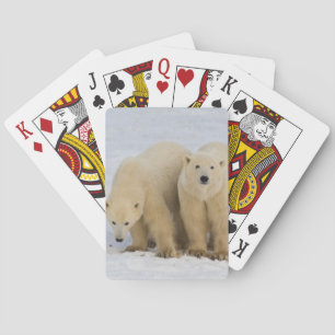 Baralho Canadá, Baía de Hudson. Mãe ursa polar com dois