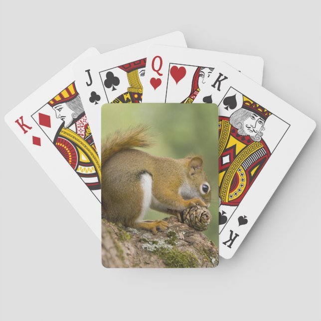 Baralho Canadá, Nova Escócia, Halifax. Jardins Públicos, (Verso)