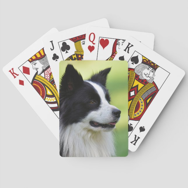 Baralho Cão Border Collie Preto e Branco (Verso)