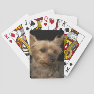 Baralho Cão de cabelos curtos de Yorkie que olha à direi