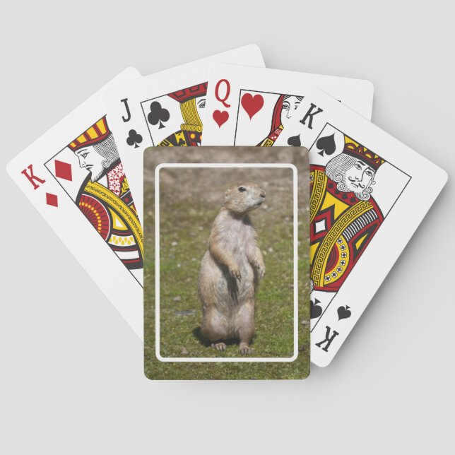 Baralho Cão-de-coroa-preta (Verso)