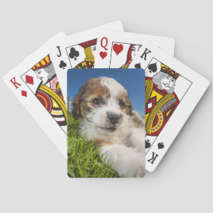 Baralho Cão de filhote de cachorro bonito (Shitzu)