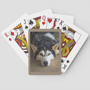 Baralho Cão Husky com Olho Azul e Marrom 