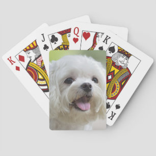 Baralho Cão maltês branco