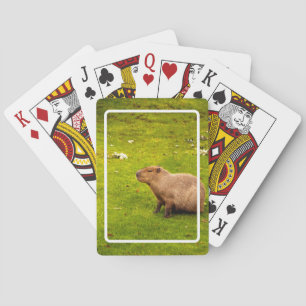 Baralho Capivara