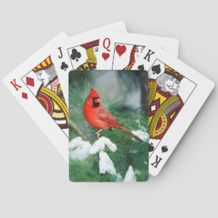 Baralho Cardinal-do-norte macho na árvore, IL
