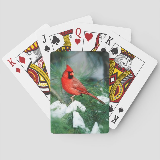 Baralho Cardinal-do-norte macho na árvore, IL (Verso)