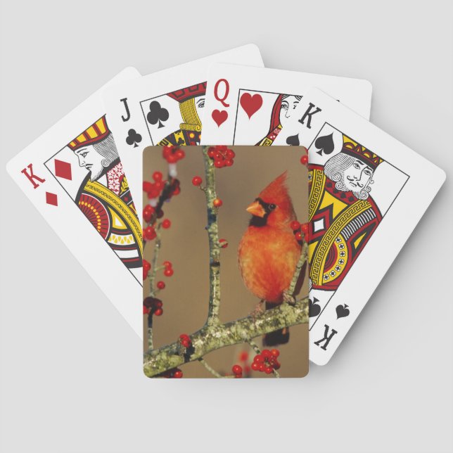 Baralho Cardinal-vermelho macho empoleirado, IL (Verso)