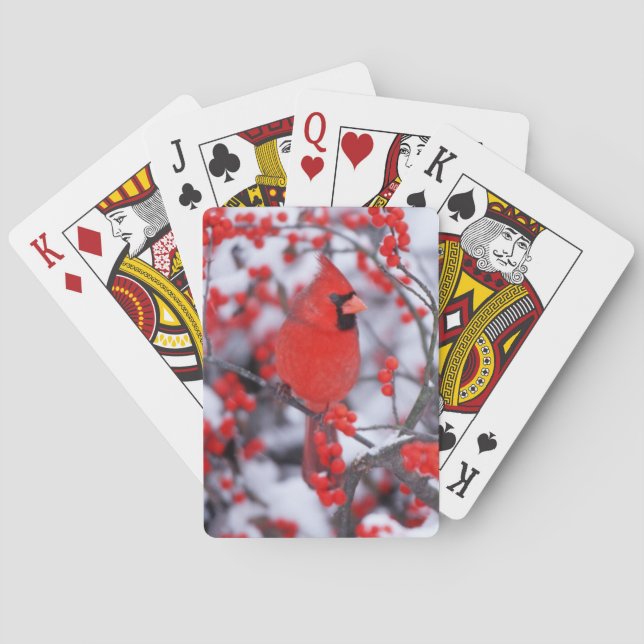 Baralho Cardinal-vermelho macho, Inverno, IL (Verso)