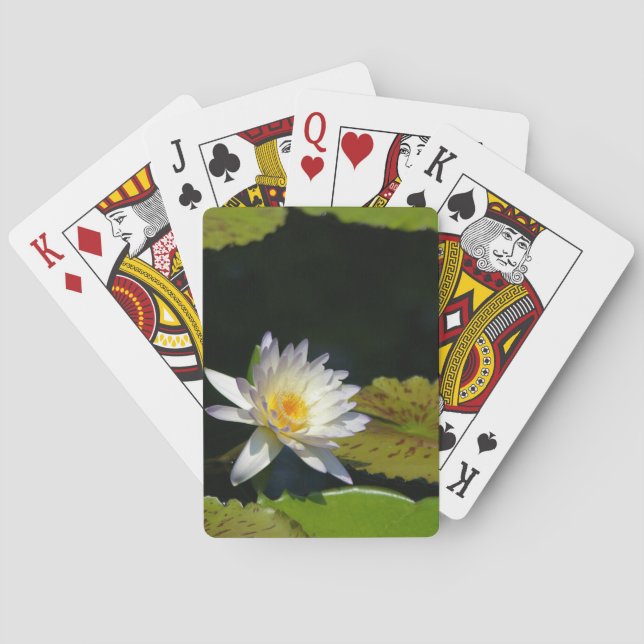 Baralho Cartão de Branca de Lotus Waterlily e Lily (Verso)