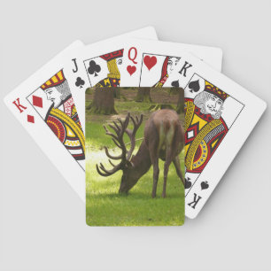 Baralho cartas de jogar bicicleta da vida selvagem de mam