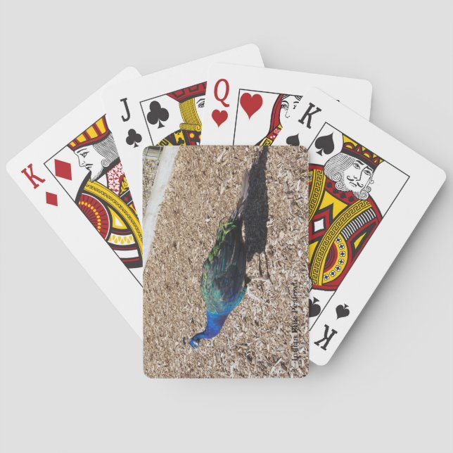 Baralho Cartas de jogar do Pavão Azul Indiano (Verso)