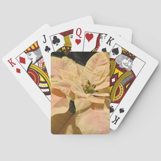 Baralho Cartas de Natal com Poinsettia Rosa (Verso)
