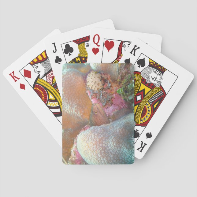 Baralho Cartas de Pôquer de Enguia (Verso)
